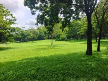 莲花山公园的草地好舒服