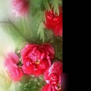 刀郎被骂成那样，愣是一声没吭。转头注册了个公司，法人写的陶渊，一分外来资本没要。
55岁，定居成都，演唱会收官了，线上直播五千多万人看，点赞六个亿。就这数据，换别人早把律师函当海报贴了。
谢春芳那边请律师维权，热搜上了好几轮。刀郎这边呢？辟谣声明倒是发过，就一句“网传2026演唱会不实”，完了。