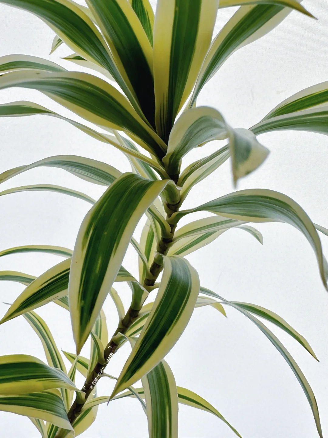 花材认识｜鲜切叶材中的新晋贵族——百合竹