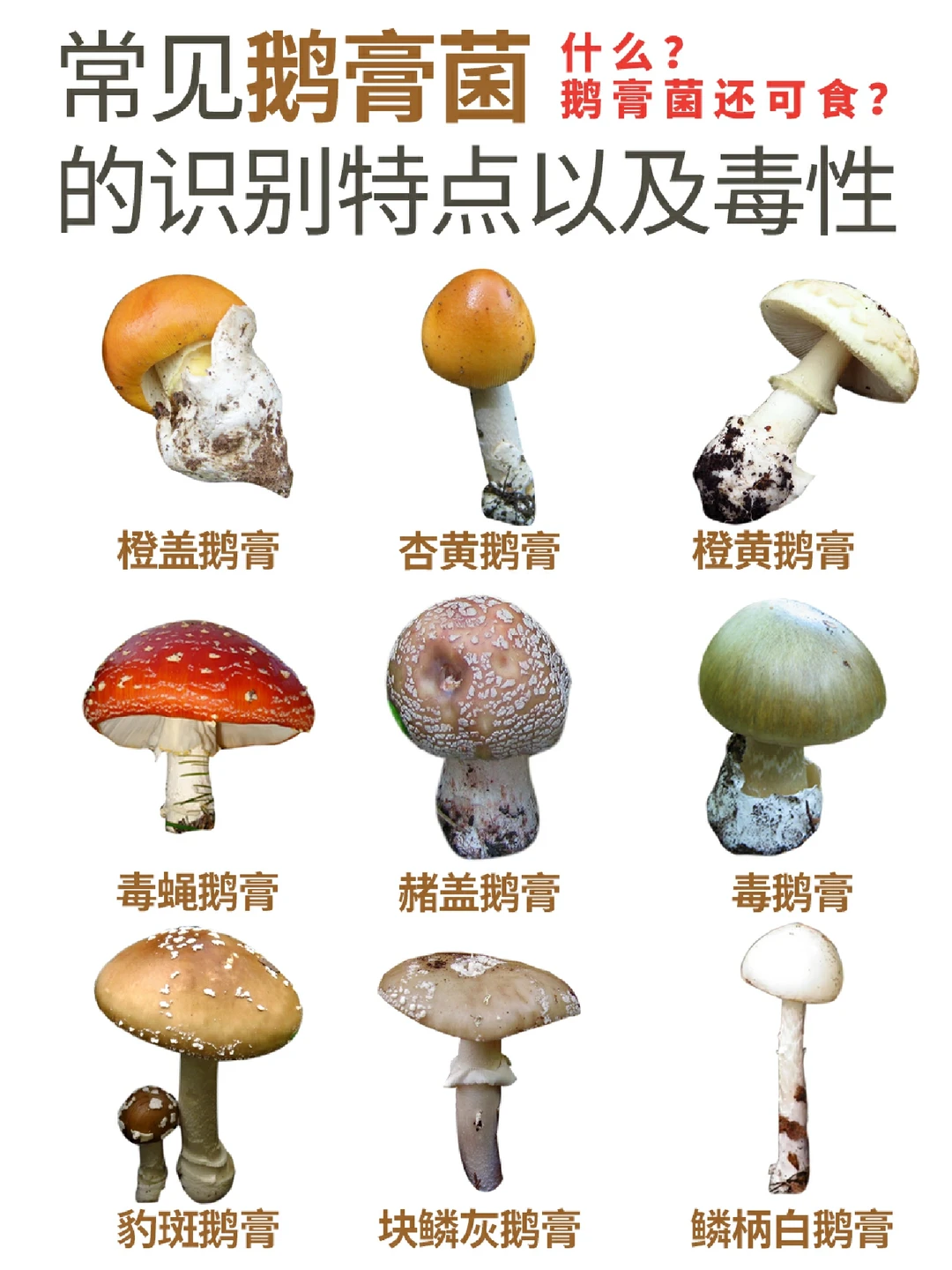 鹅膏菌中，有的剧毒有的鲜美，注意识别喔~