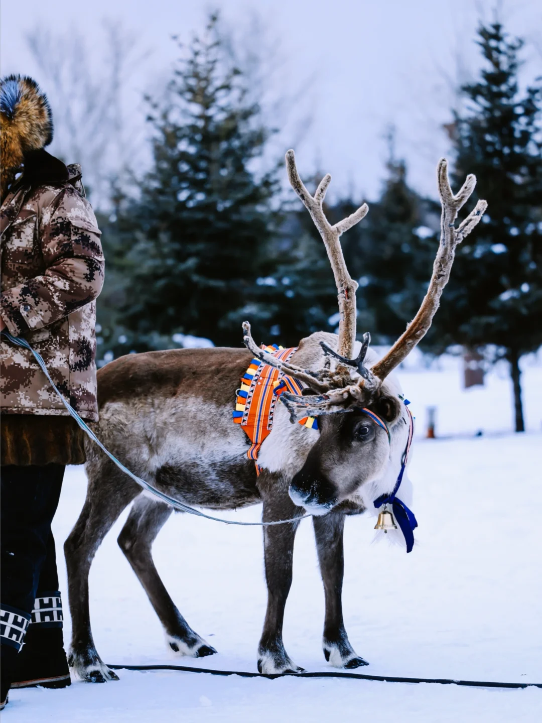 敖鲁古雅｜神鹿啊神鹿
