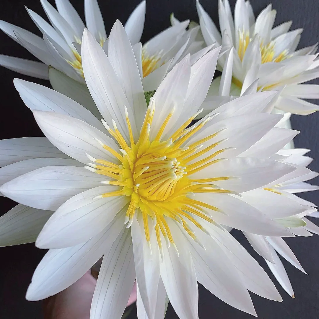 带你每天认识一种花材82｜欧洲白睡莲