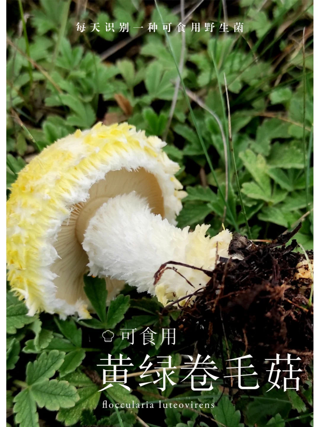黄绿卷毛菇，可食，全身都是卷毛