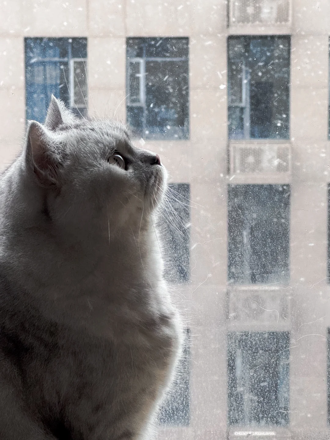 第一次见到雪的小猫咪