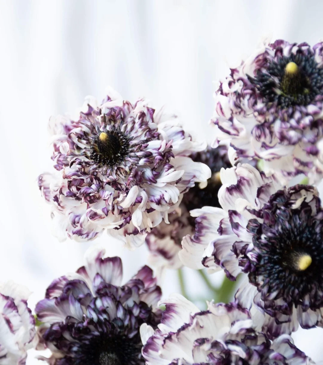 带你每天认识一种花材120 | 日本洋牡丹Seti