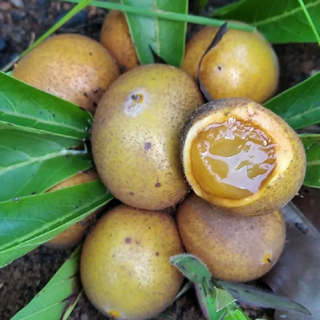 奇特的地下水果！--金花蛋