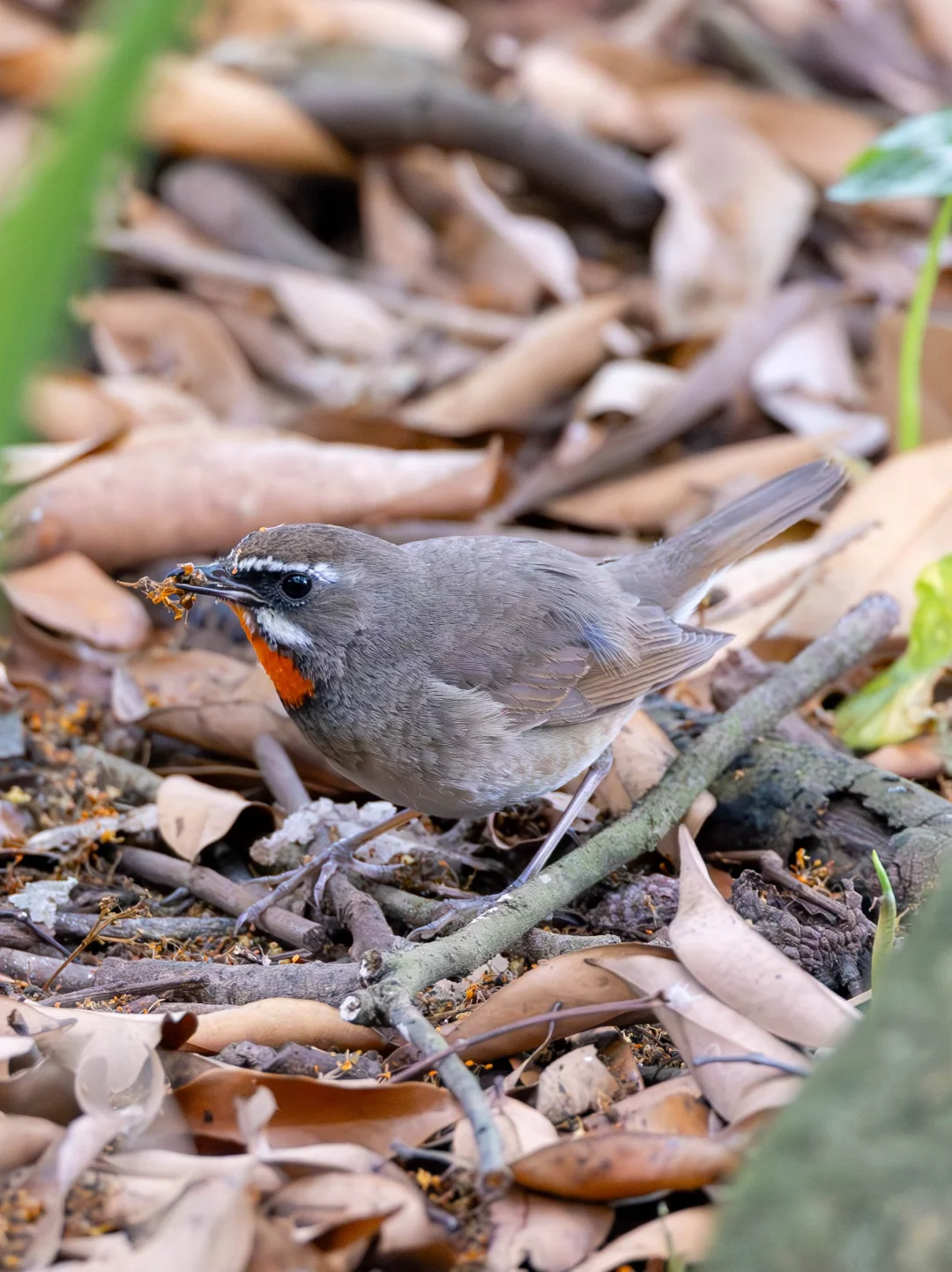 谁能告诉我红喉歌鸲吃了啥？