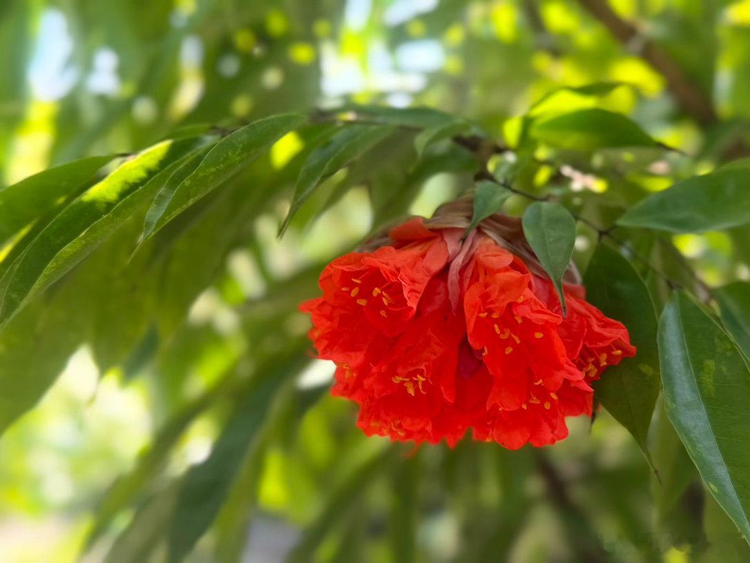 宝冠木，绣球树，Brownea ariza，来自委内瑞拉的“玫瑰”，今天又悄悄开花了，一起欣赏一下 #宝冠木##绣球树##委内瑞拉玫瑰#  ​