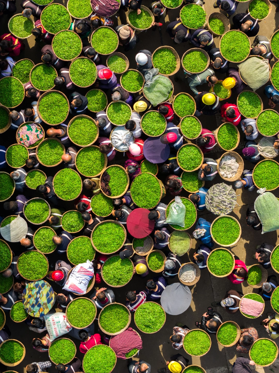 你只看到春天的美，却不知茶农的不易