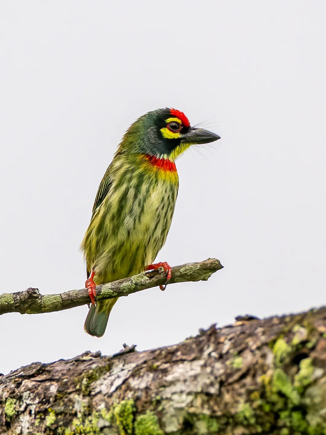 赤胸拟啄木鸟戴着鲜艳的红围脖！