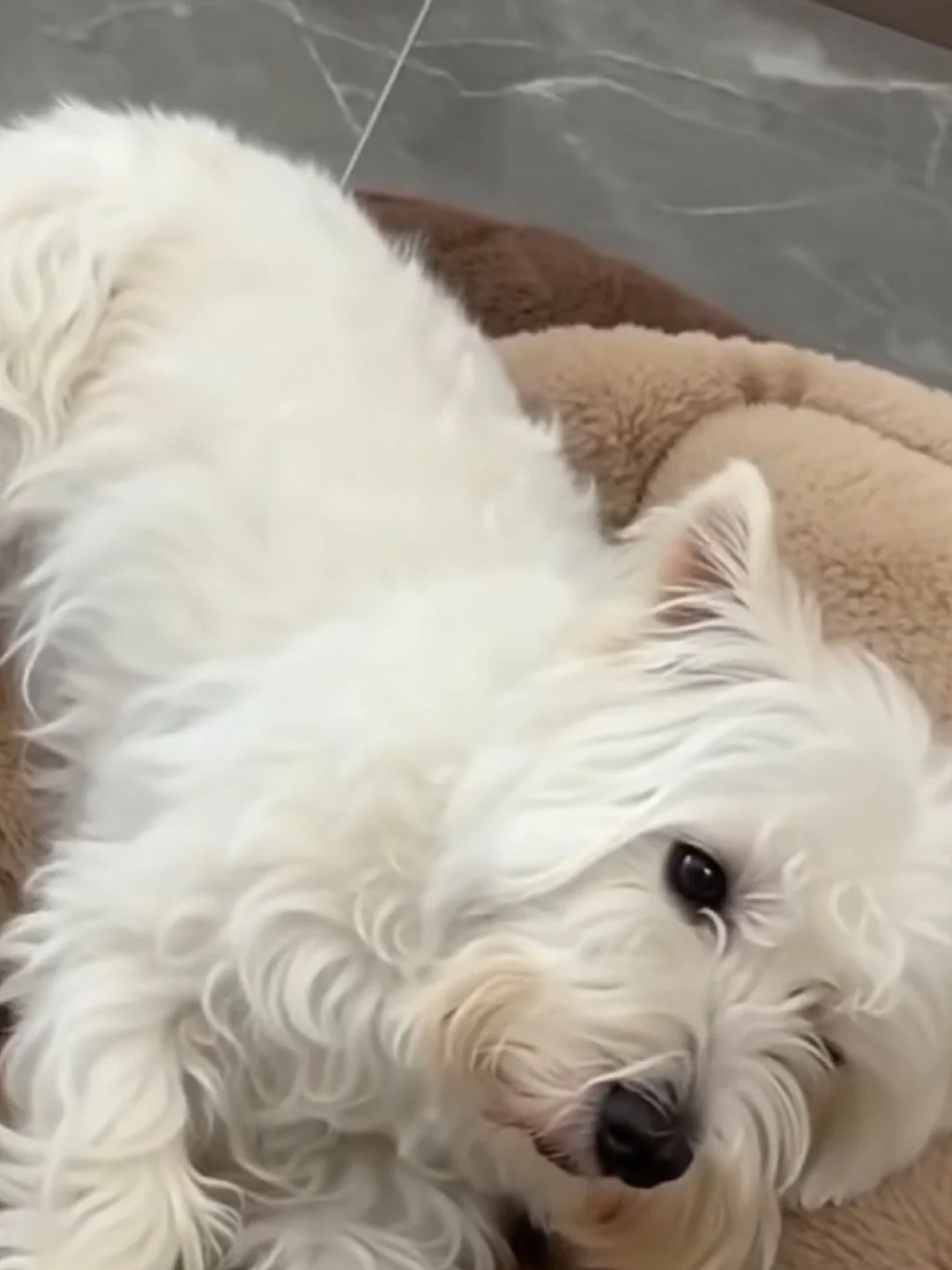 雪白的脑袋黢黑的jio