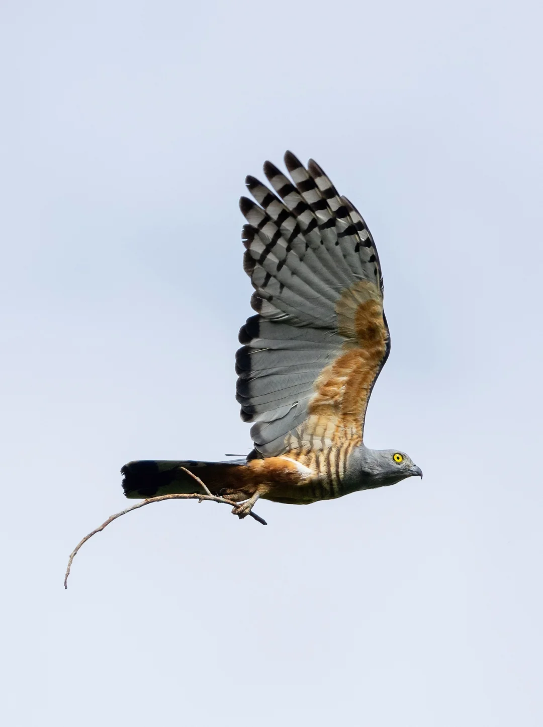 拍到一只超漂亮的凤头鹃隼