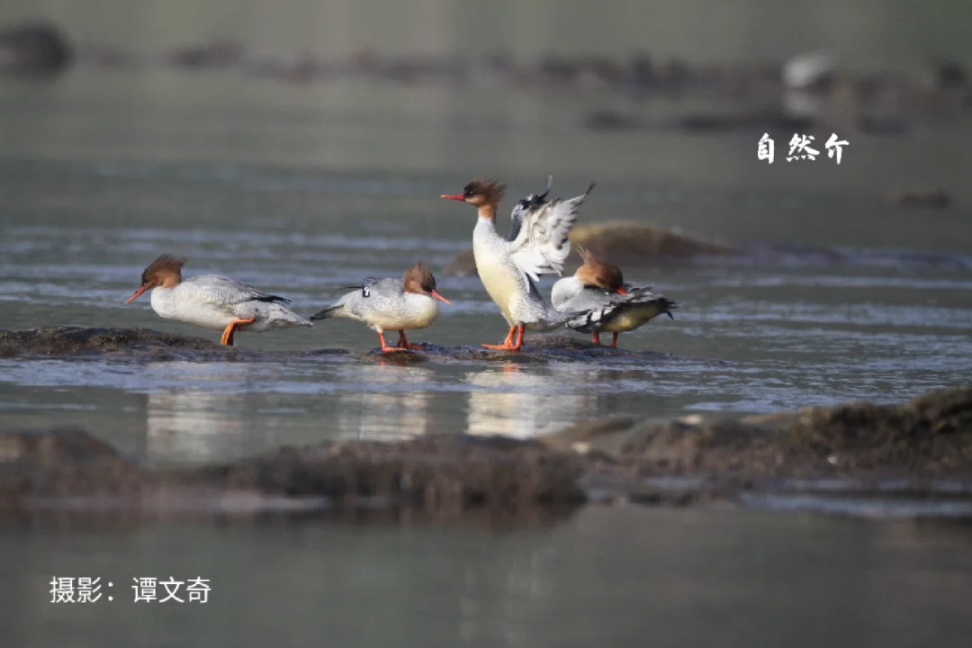 国家一级保护鸟类——中华秋沙鸭