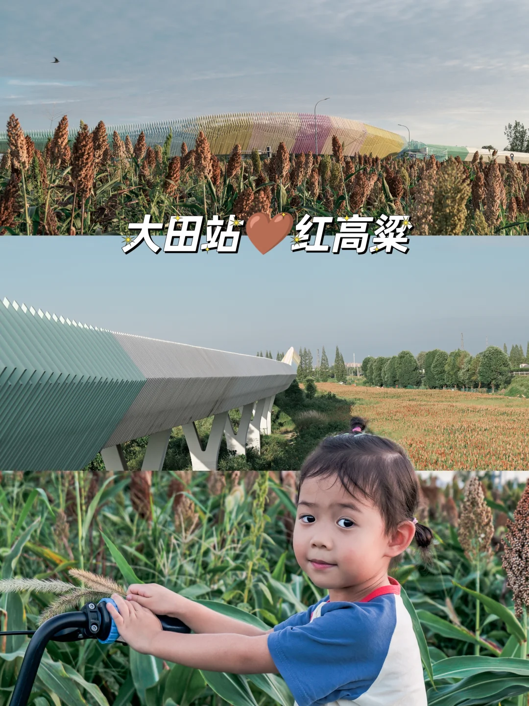 成都大田站🌾秋天的红高粱有轨电车彩虹桥