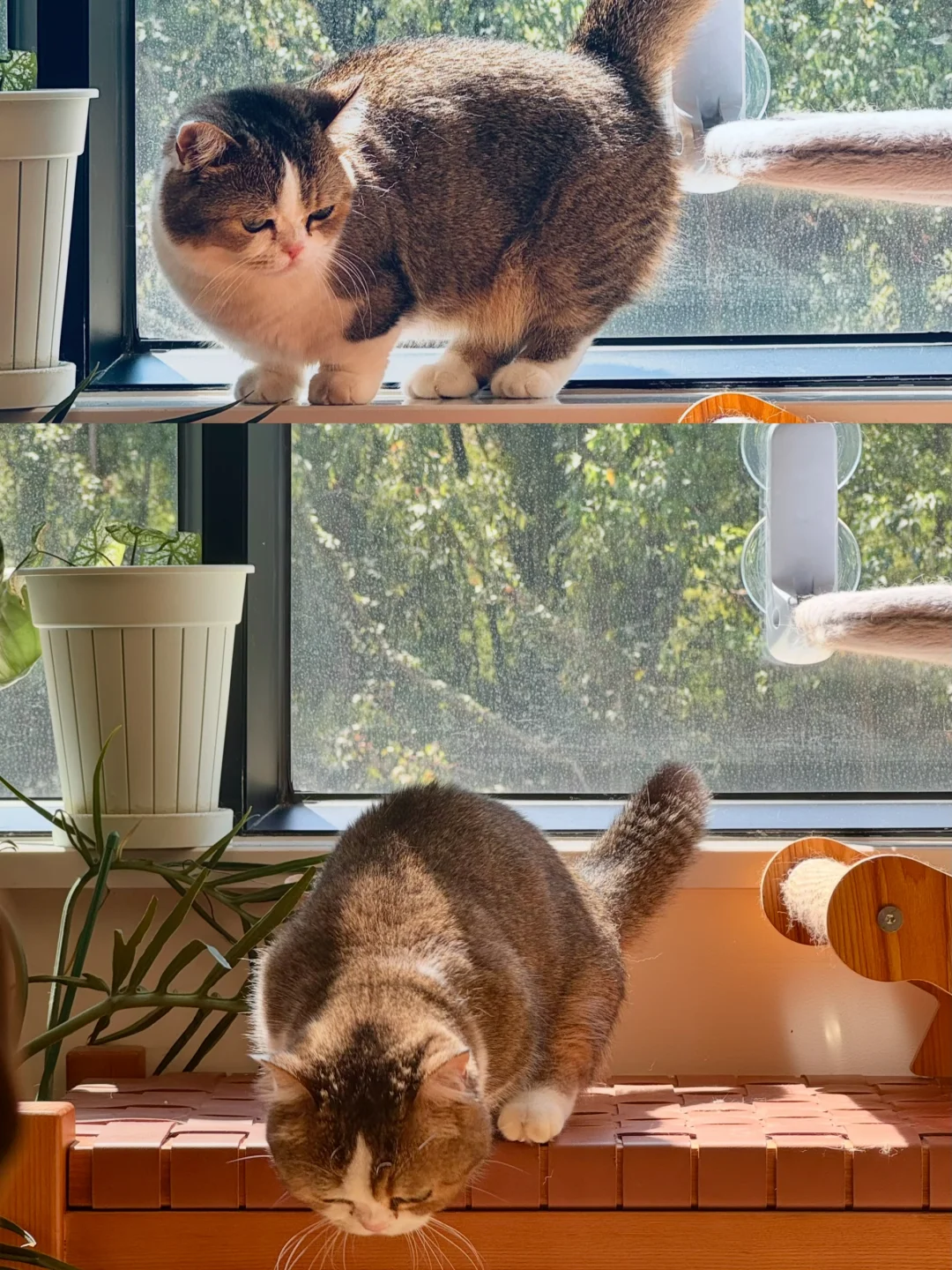 家有小猫