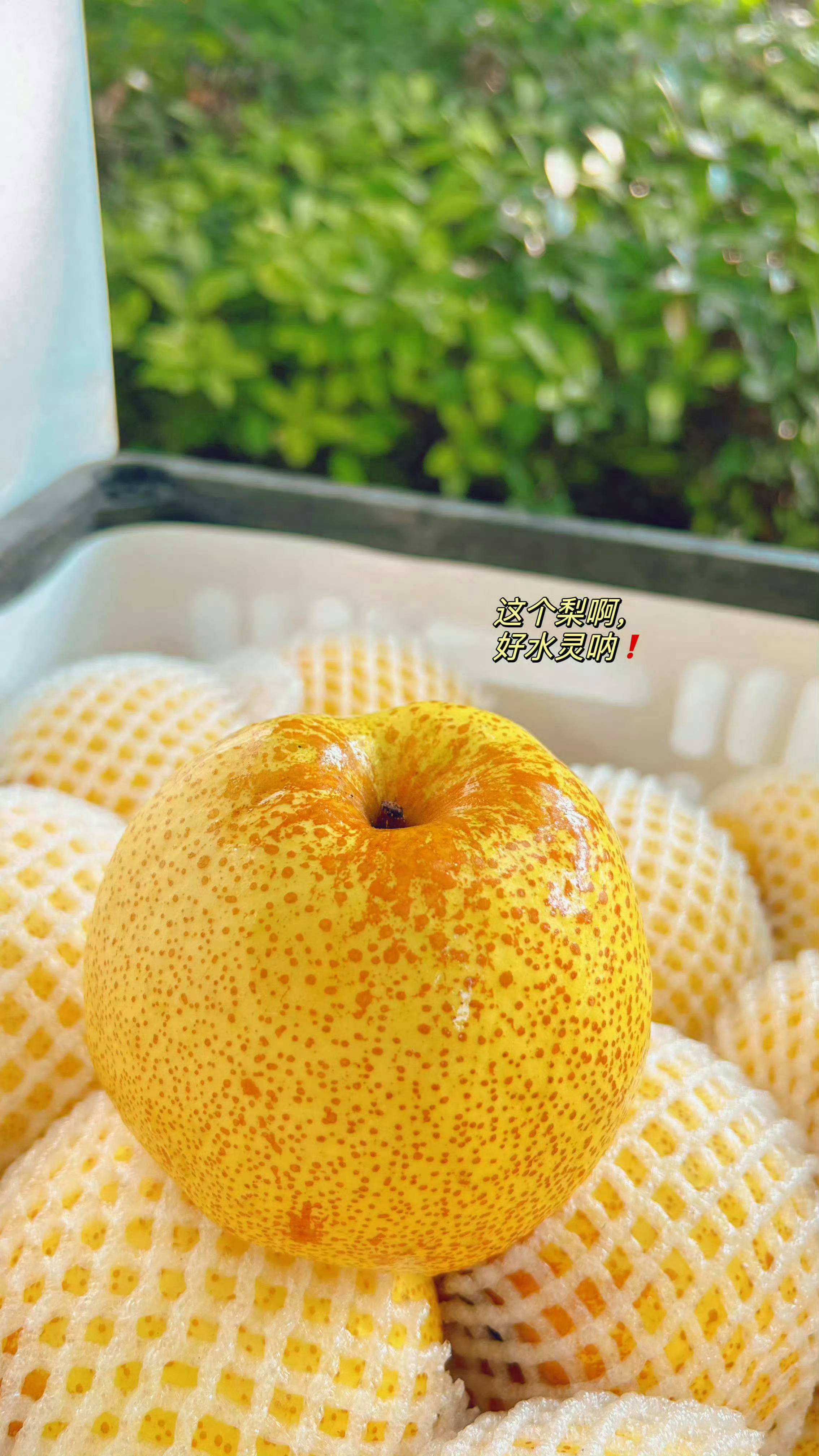 2026年，我的新征程开始了🍐秋梨膏