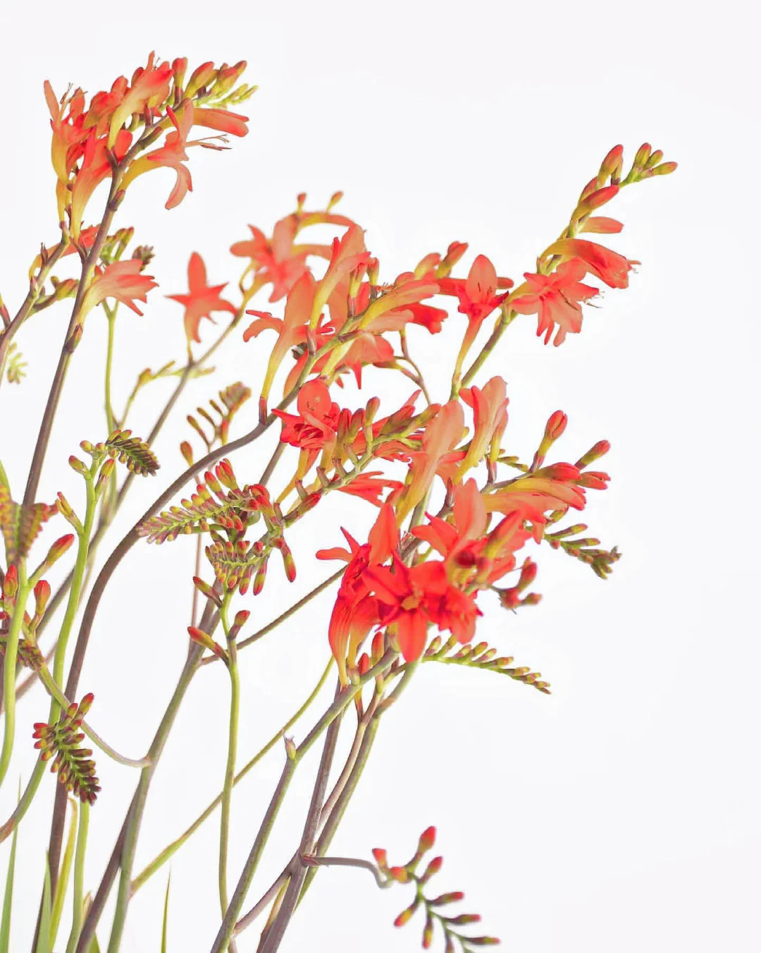 带你每天认识一种花材101｜火焰兰