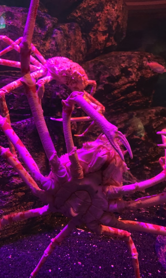 虽然在水族馆也是看饿了