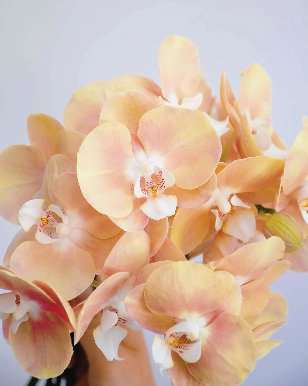 带你每天认识一种花材133 ｜鲑鱼色蝴蝶兰