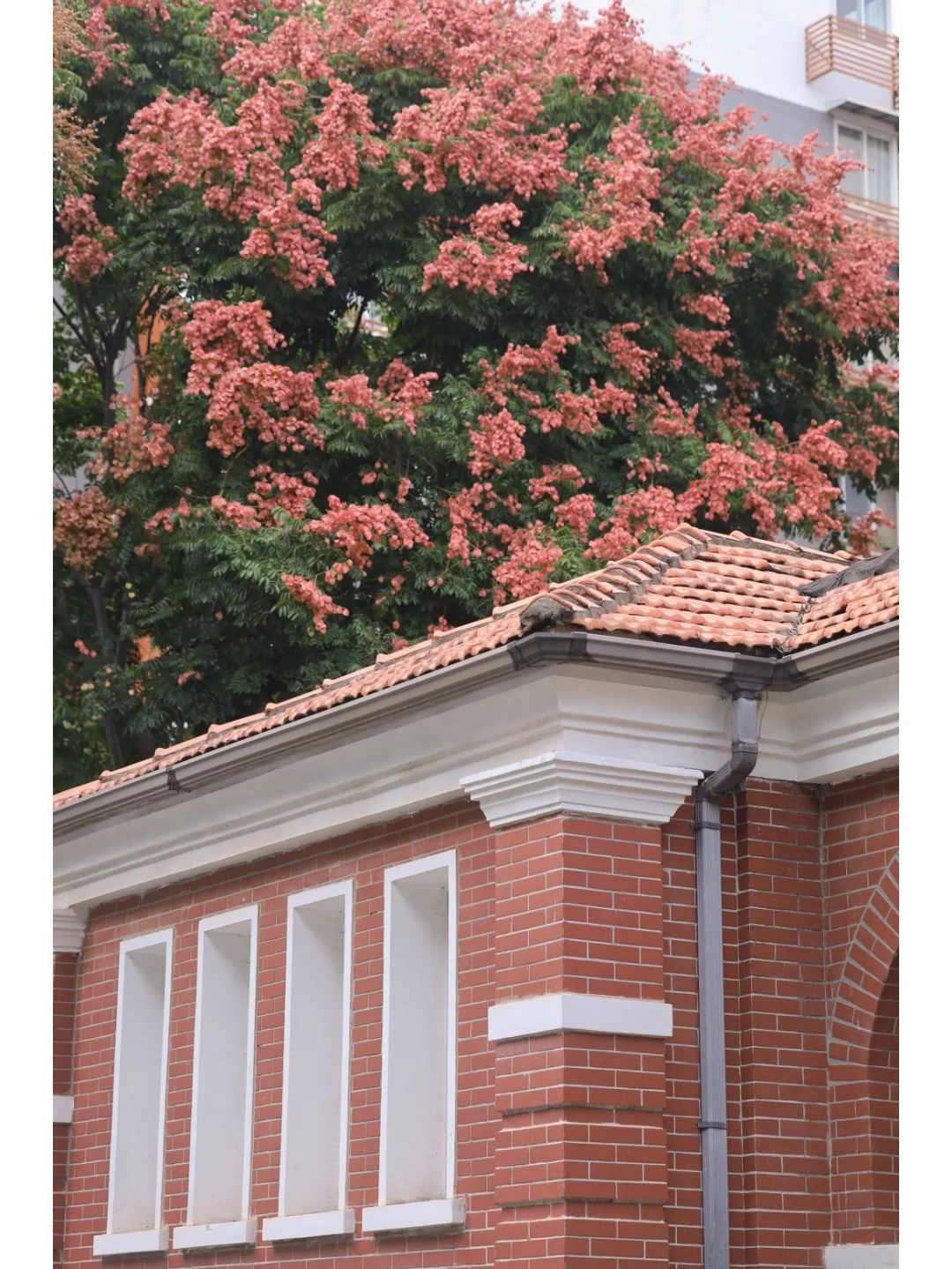 武汉这颗栾树封神❗️来感受粉色浪漫暴击