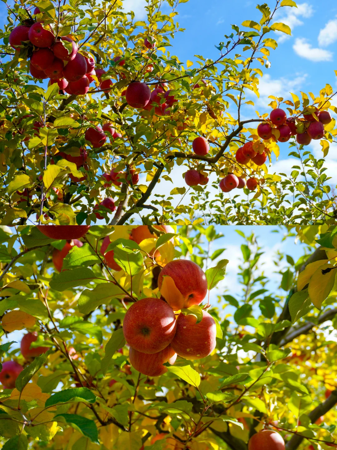 成都周边踏秋摘苹果！拍照溜娃轻松玩一天