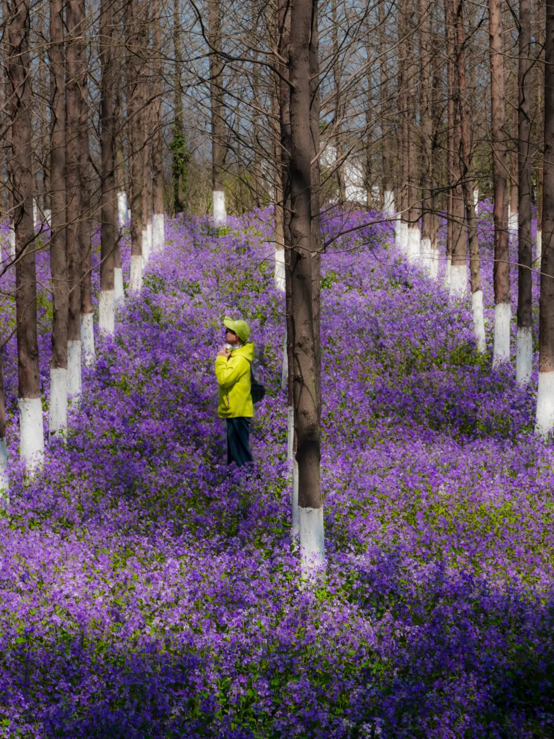 3.17实拍💜海宁二月兰限时盛放成紫色海洋