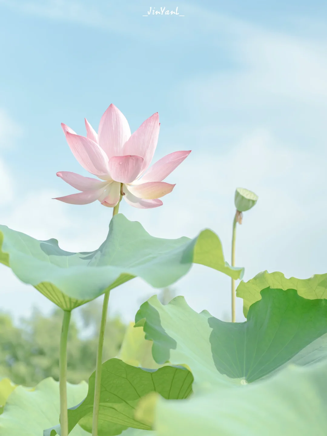 我宣布🙋这片荷花是厦门园博苑的夏日顶流‼️