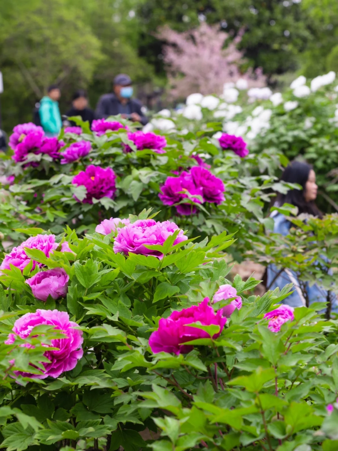 苏州🚖35分钟可到，99%人不知道的牡丹花海！