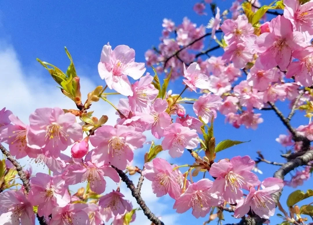 日本小众旅行｜一年一度樱花季又到了