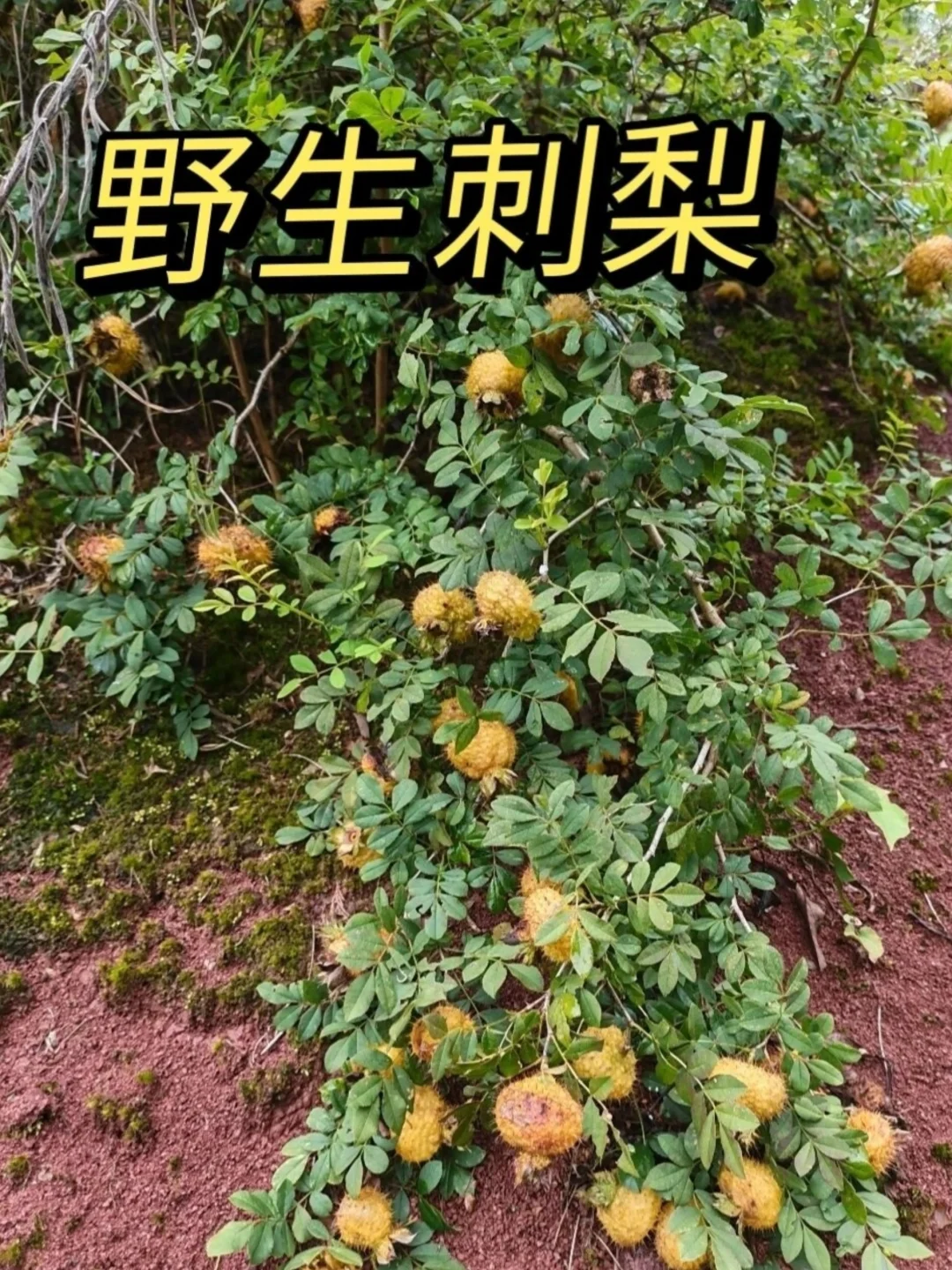 这个水果还记得吗？