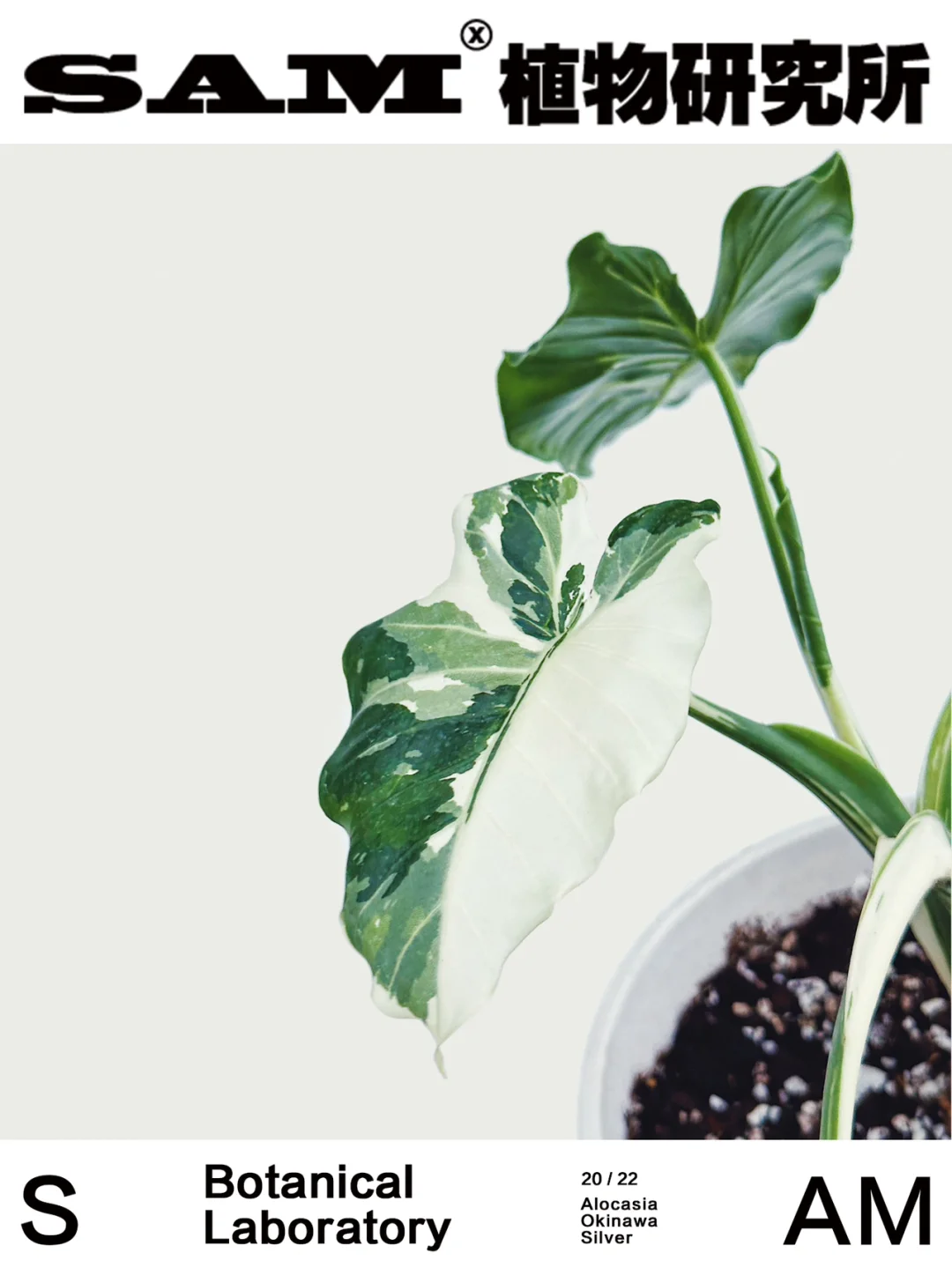 冲绳银海芋｜Alocasia Okinawa Silver