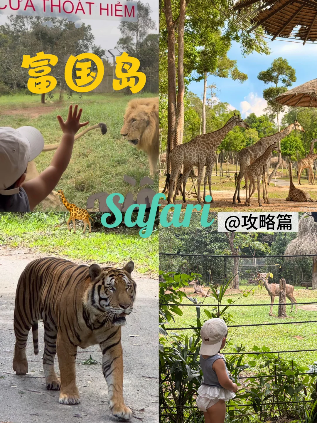 富国岛🦒Safari宝藏攻略！5件事一定要做！