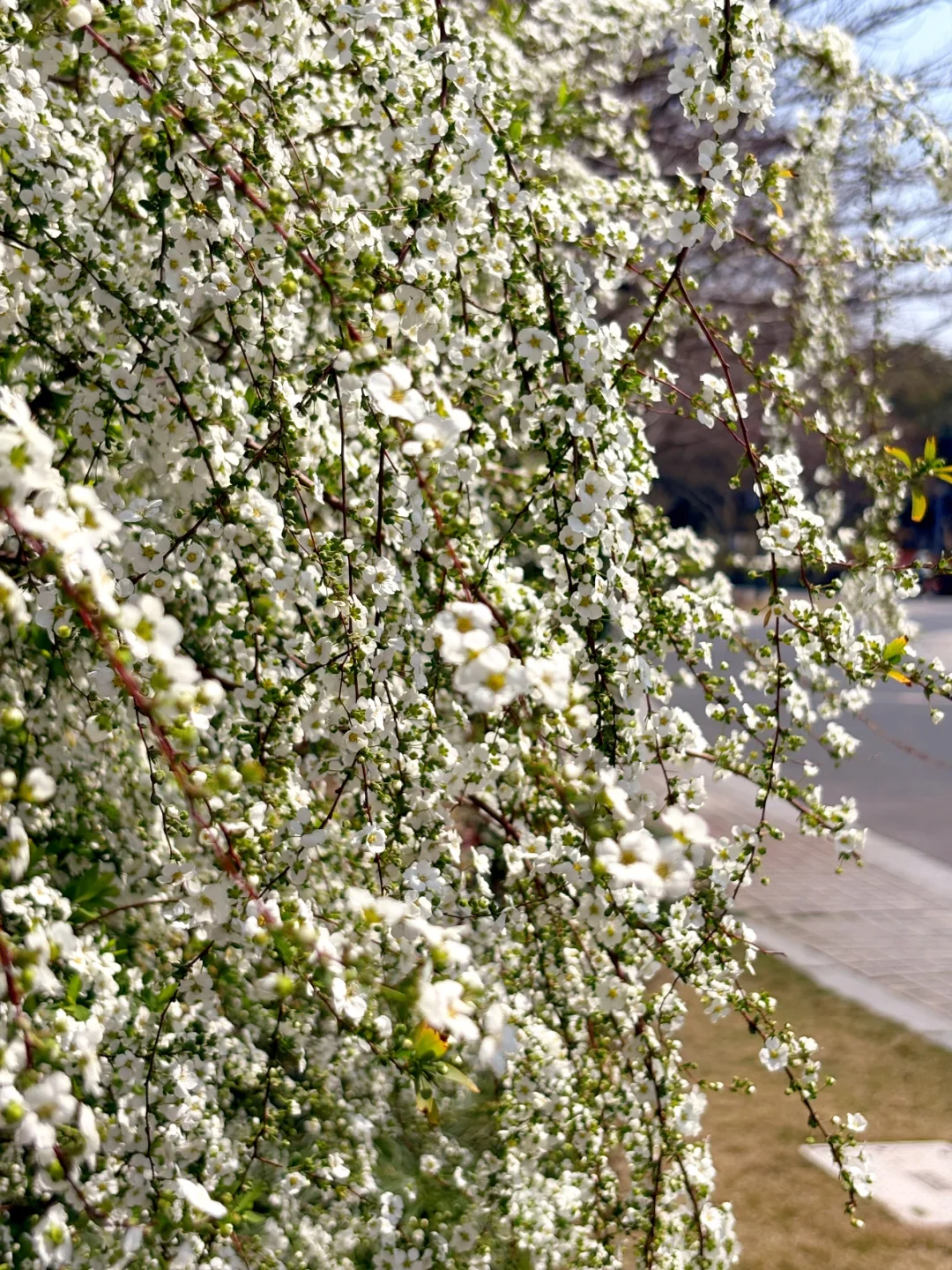 不用挤茶博🍃城北体育公园的春日雪瀑开爆了