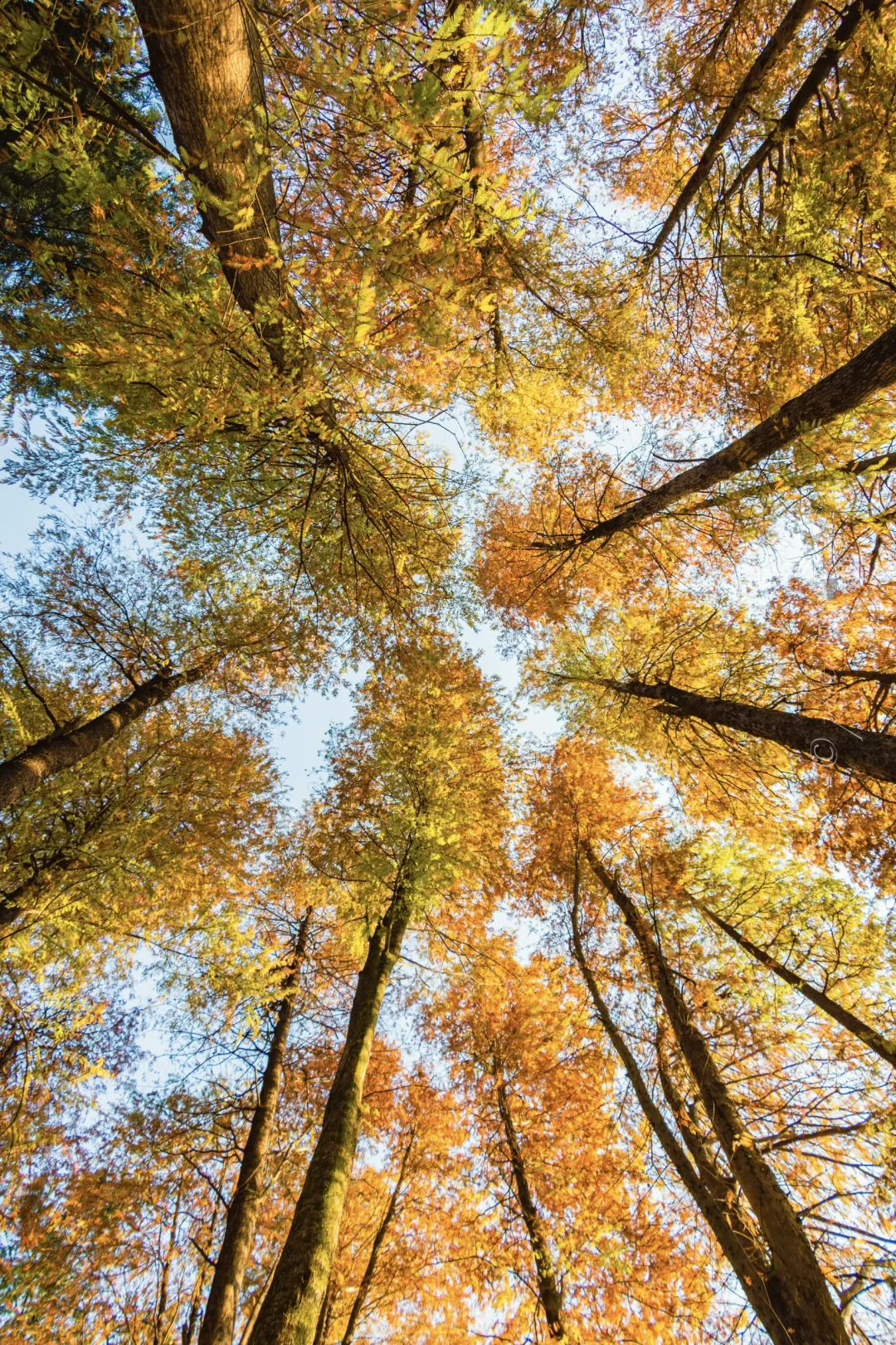 广州华南植物园 是晚到的秋天🍁