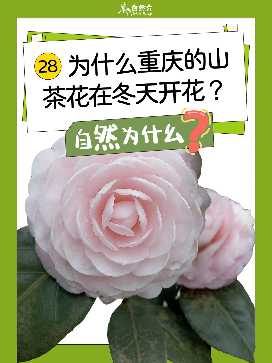 自然为什么｜神奇植物有话说②⑧