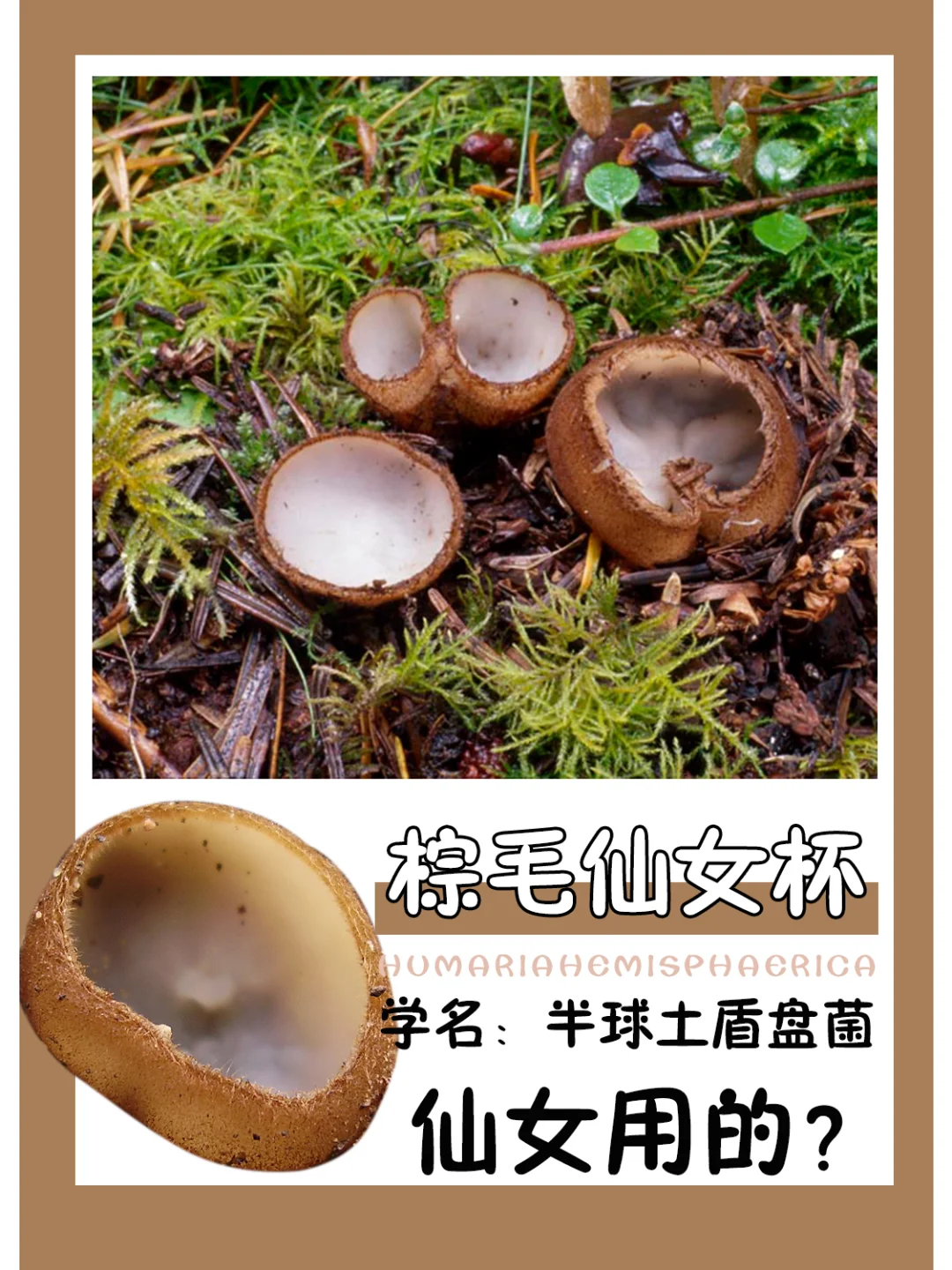 仙女真的用它？