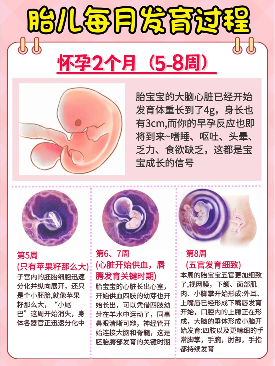 🔥胎儿1-10月发育过程！孕期每月营养补充