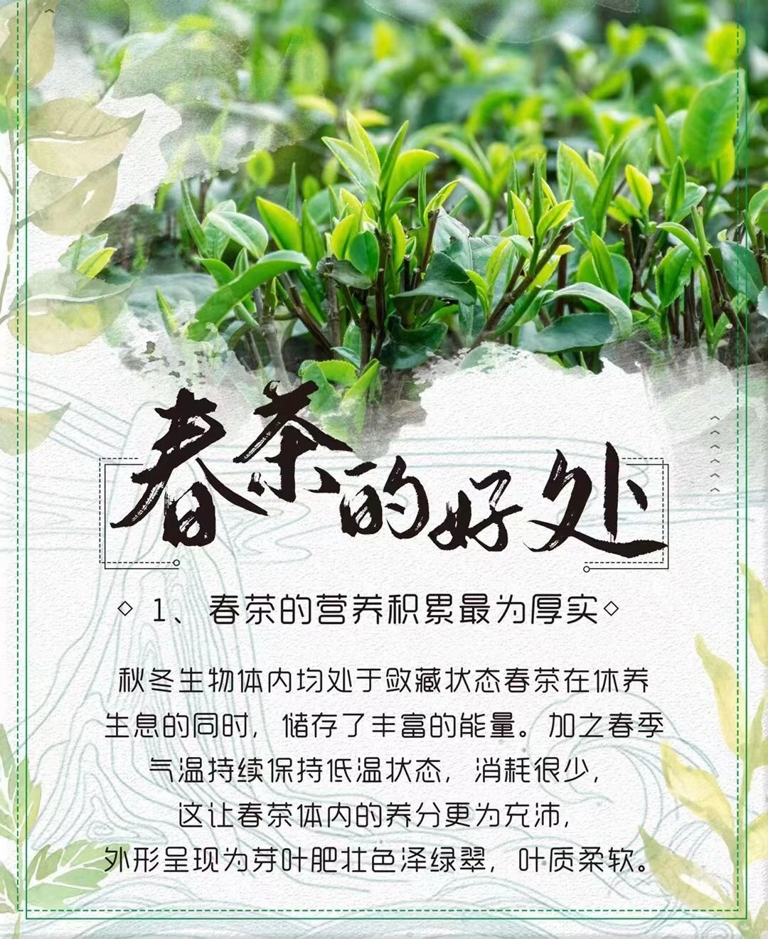 春茶有什么好，我来告诉你！