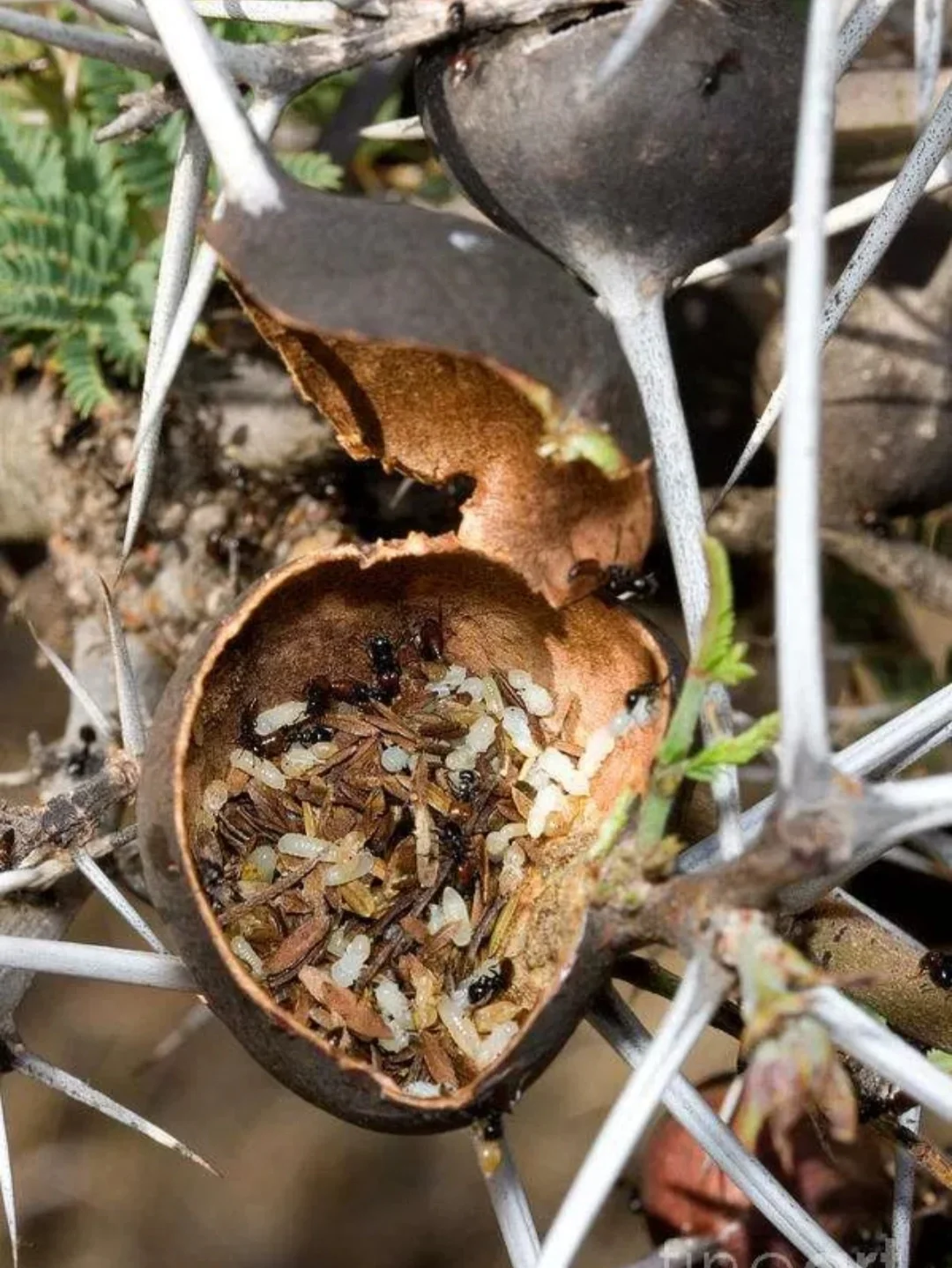 与蚂蚁共生的稀有植物 哨刺金合欢