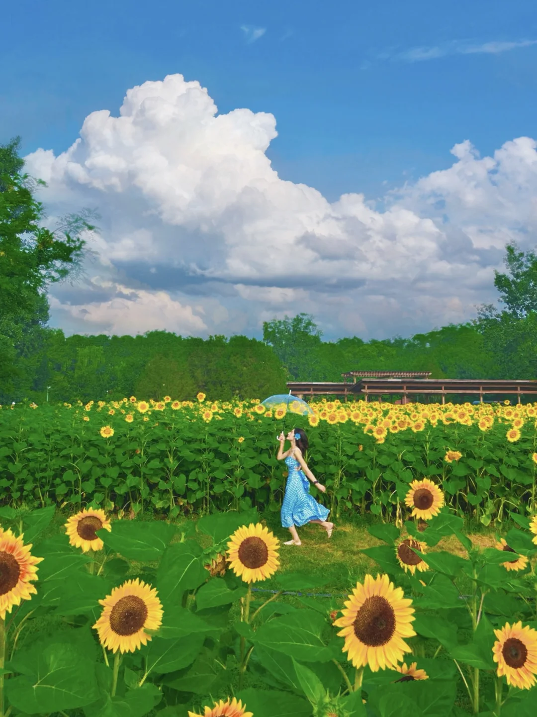 北京！🌻在奥森向日葵花海闯进梵高的夏天