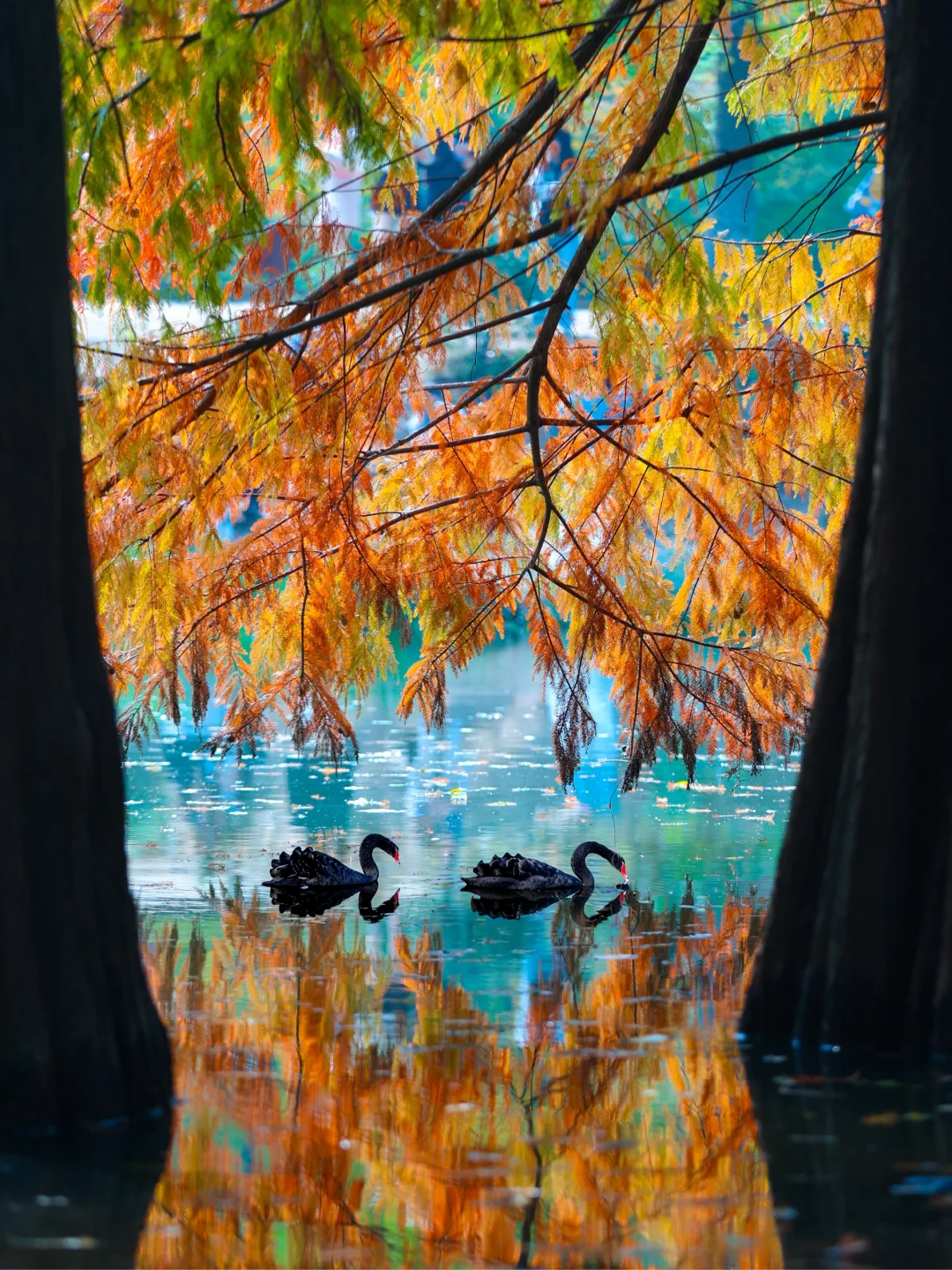 11.18实拍！南京水衫林新发现！不花钱攻略