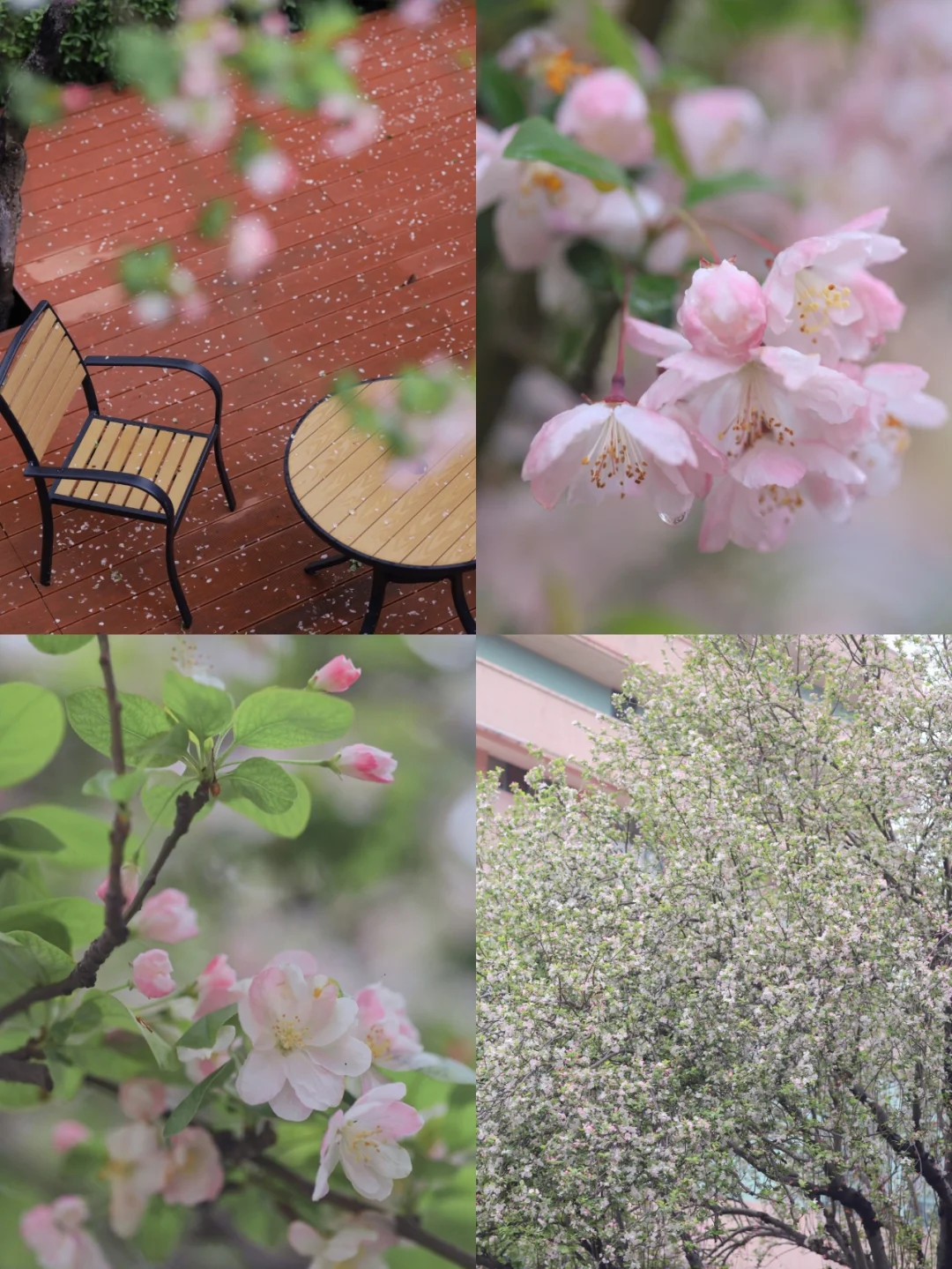 求你们别扎堆看武汉樱花❗️看看绝美海棠