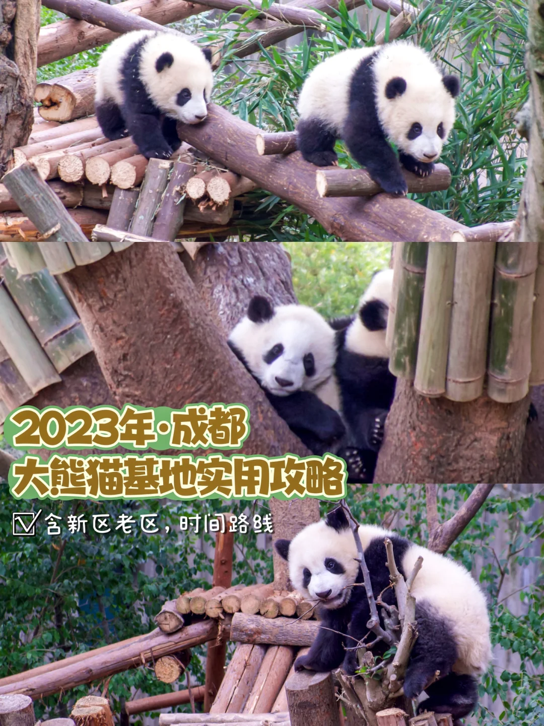 刚去完‼️大熊猫基地攻略➕路线‼️拒绝人挤人