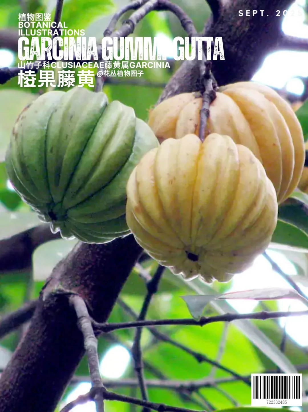 棱果藤黄Garcinia gummi-gutta