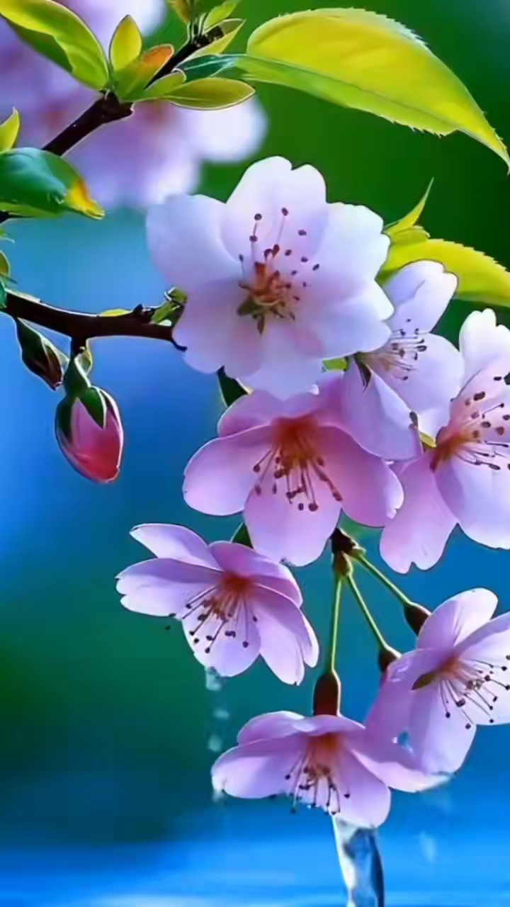 粉嫩的花朵在蓝天下绽放。