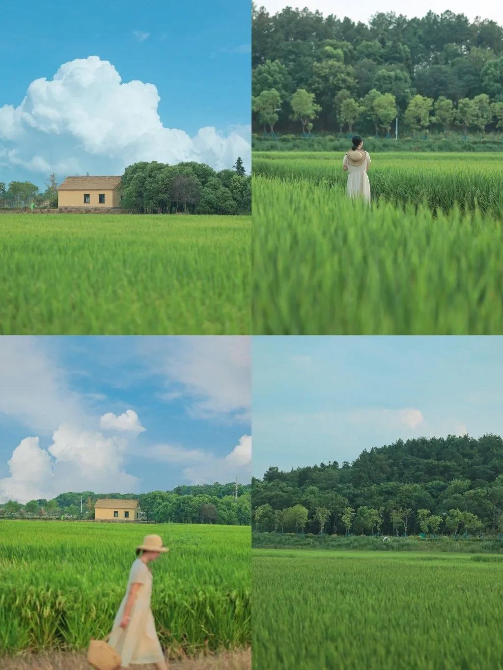 武汉绝美拍照地/稻田日落&唯美烟花美炸❗️