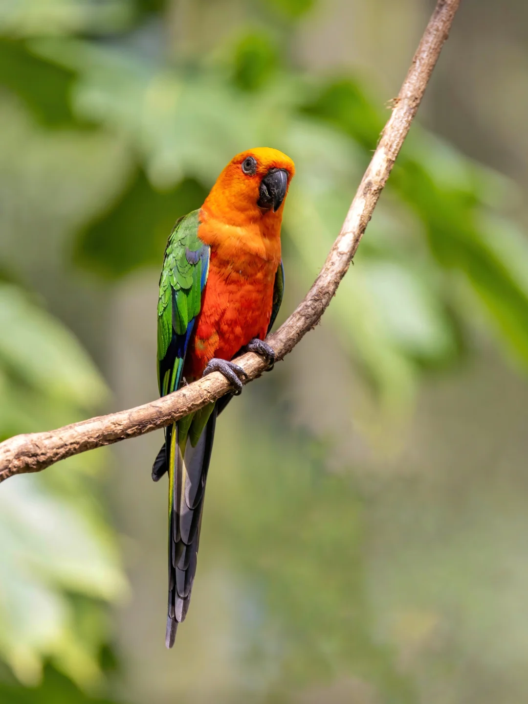 绿翅金鹦哥色彩明亮得像太阳🌞