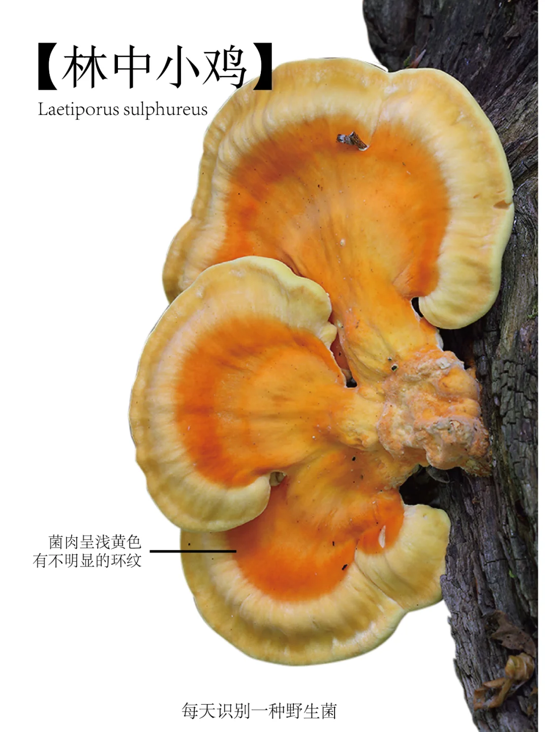 林中小鸡，看名字就知道有多好吃