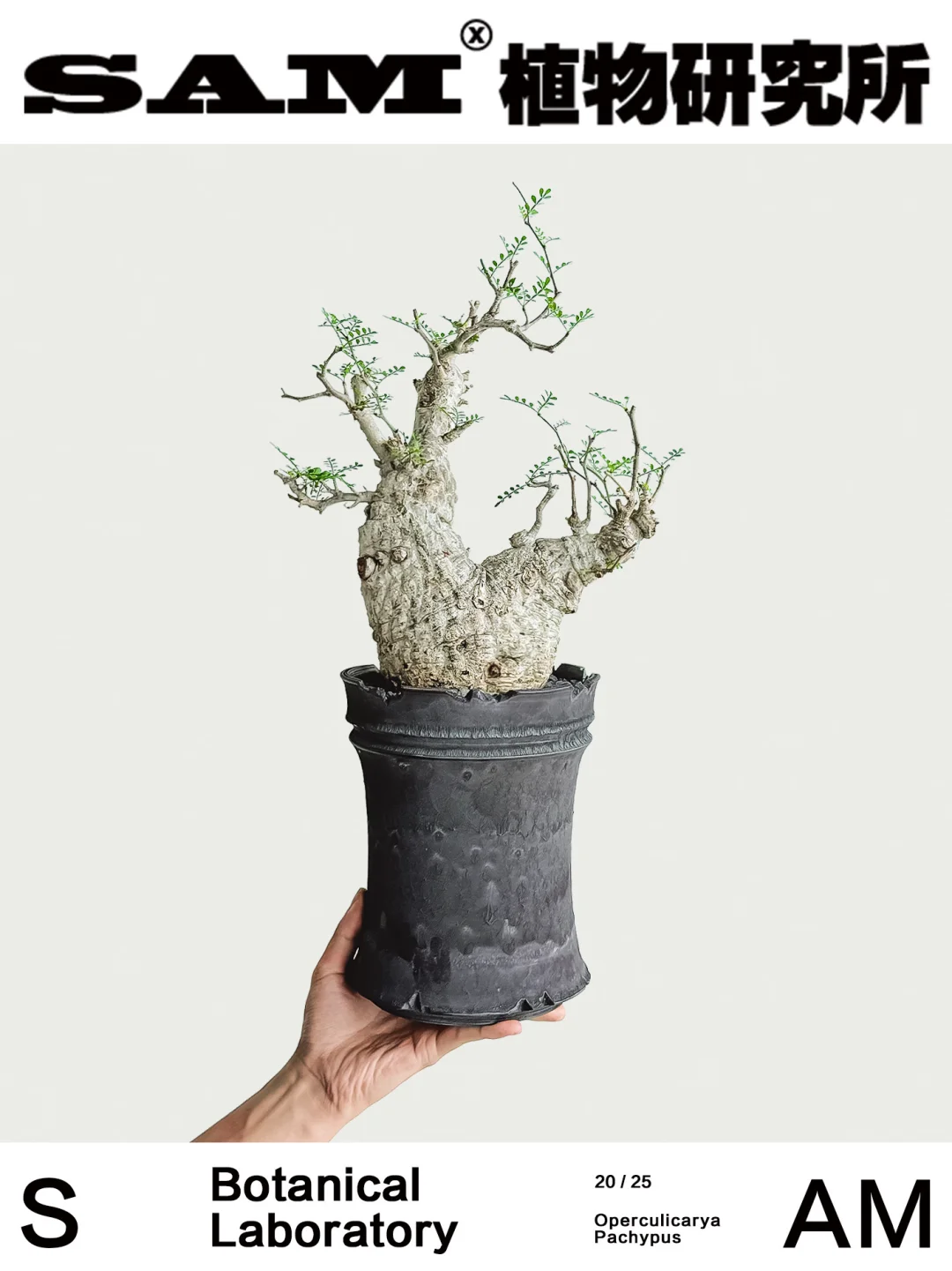 象足漆树｜Operculicarya Pachypus