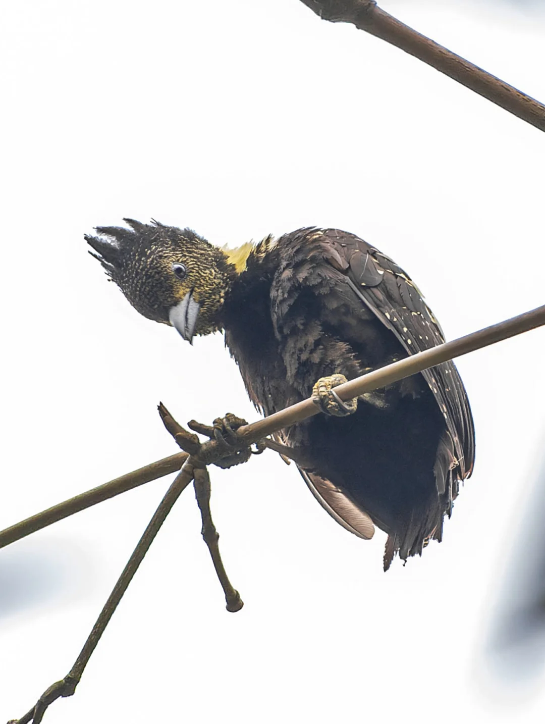 这好像是第一篇原创拍摄黑棕斑啄木鸟